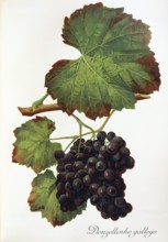 Ampelography, grape variety, oenology, viticulture, grape, grapevine, Donzellinho gallego grape,