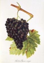 Ampelograhie, Rebsortenkunde, Önologie, Weinbau, Weintraube, Weinrebe, Pis-de-Chevre Rouge grape, a