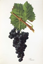 Ampelography, grape variety, oenology, viticulture, grape, grapevine, Panea grape, red wine grape,