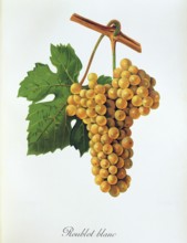 Ampelograhie, Rebsortenkunde, Önologie, Weinbau, Weintraube, Weinrebe, Roublot Blanc grape, a