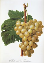 Ampelography, grape variety, oenology, viticulture, grape, grapevine, Malvoisie des Chartreux