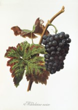 Ampelography, grape variety, oenology, viticulture, grape, grapevine, Madeleine Noire grape,