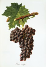 Ampelography, grape variety, oenology, viticulture, grape, grapevine, Grec Rouge grape, digitally