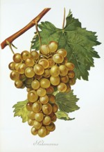 Ampelography, grape variety, oenology, viticulture, grape, grapevine, Salamanna grape, digitally