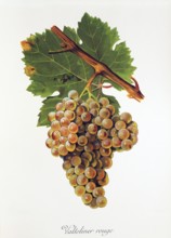 Ampelography, grape variety, oenology, viticulture, grape, grapevine, Valteliner Rouge grape,