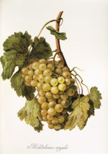 Ampelography, grape variety, oenology, viticulture, grape, grapevine, Madeleine Royale grape,