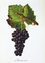 Ampelography, grape variety, oenology, viticulture, grape, grapevine, Mornen Noir grape, digitally