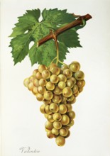 Ampelography, grape variety, oenology, viticulture, grape, grapevine, Valentin grape, digitally