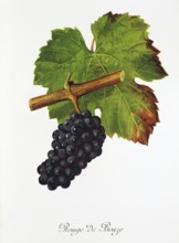 Ampelography, grape variety, oenology, viticulture, grape, grapevine, Rouge de Bouze grape,