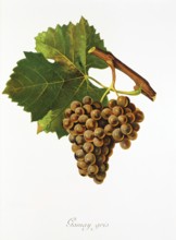Ampelography, grape variety, oenology, viticulture, grape, grapevine, Gamay Gris grape, digitally