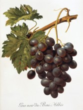 Ampelography, grape variety, oenology, viticulture, grape, grapevine, Abbes grape, digitally
