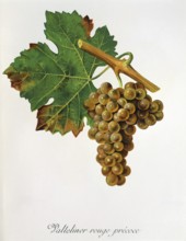 Ampelography, grape variety, oenology, viticulture, grape, grapevine, Valteliner Rouge Precoce