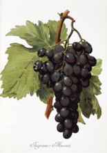 Ampelography, grape variety, oenology, viticulture, grape, grapevine, Ingram's Muscat grape,