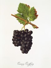 Ampelography, grape variety, oenology, viticulture, grape, grapevine, Gamay Geoffray grape,