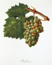 Ampelography, grape variety, oenology, viticulture, grape, grapevine, President grape, digitally