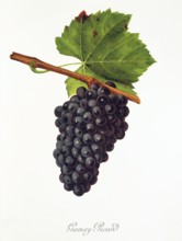Ampelography, grape variety, oenology, viticulture, grape, grapevine, Gamay Picard grape, digitally
