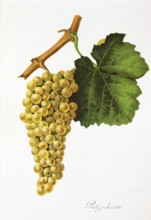 Ampelography, grape variety, oenology, viticulture, grape, grapevine, cleaning shears grape,