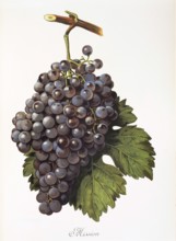 Ampelography, grape variety, oenology, viticulture, grape, grapevine, mission grape, digitally