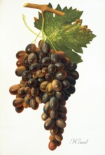 Ampelography, grape variety, oenology, viticulture, grape, grapevine, Henab Noir grape, digitally