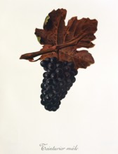 Ampelography, grape variety, oenology, viticulture, grape, grapevine, Teinturier Male grape,
