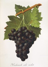 Ampelography, grape variety, oenology, viticulture, grape, grapevine, Kechmish Ali Violet grape,