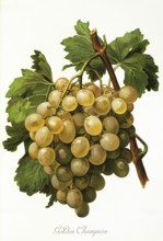 Ampelography, grape variety, oenology, viticulture, grape, grapevine, Golden Champion grape,