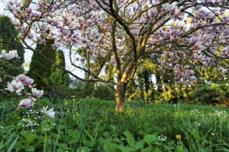 Flowering magnolia tree, tulip magnolia (Magnolia x soulangeana) on a spring meadow, Höxter,