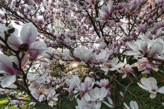 Flowering magnolia tree, tulip magnolia (Magnolia x soulangeana), sea of flowers, sunbeams, Höxter,