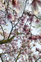 Flowering magnolia tree, tulip magnolia (Magnolia x soulangeana), sea of flowers, view upwards,