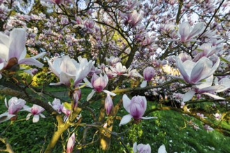 Flowering magnolia tree, tulip magnolia (Magnolia x soulangeana), magnolia blossoms, Höxter,