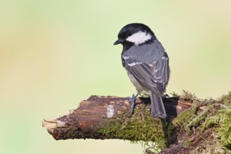 Fir tit (Parus ater), sitting on an old rotten branch covered with moss, back view, Wilnsdorf,