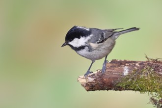 Fir tit (Parus ater), sitting on an old rotten branch covered with moss, Wilnsdorf, North