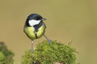 Great tit (Parus major), sitting on moss-covered dead wood, Wilnsdorf, North Rhine-Westphalia,
