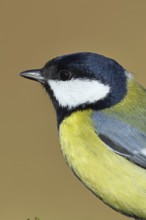 Great tit (Parus major), animal portrait, Wilnsdorf, North Rhine-Westphalia, Germany