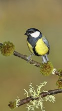 Great tit (Parus major), sitting on a branch overgrown with lichen and moss, Wilnsdorf, North