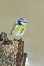 Blue tit (Parus caeruleus), sitting on dead wood in the forest, Wilnsdorf, North Rhine-Westphalia,