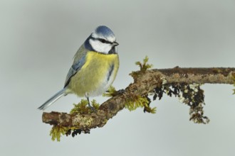 Blue tit (Parus caeruleus), sitting on a branch overgrown with lichen and moss, Wilnsdorf, North