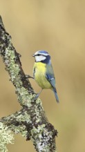 Blue tit (Parus caeruleus), sitting on a branch overgrown with lichen, Wilnsdorf, North