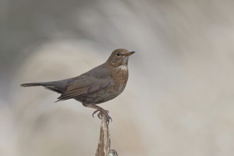 Blackbird (Turdus merula), female, sitting on an old tree stump in the forest, Wilnsdorf, North