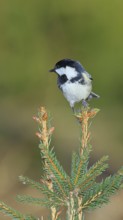 Fir tit (Parus ater), sitting on the top of a young spruce, European spruce (Picea abies),
