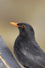 Blackbird (Turdus merula), animal portrait, male, Wilnsdorf, North Rhine-Westphalia, Germany