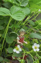 Small strawberry figurine between dense green leaves and white flowers of a strawberry plant,