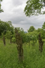 Schifflersgrund border museum memorial on the former border between the FRG and the GDR, Burnt