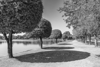 Avenue with deciduous trees and shade, black and white photo, historical park, Sukhothai, Sukhothai