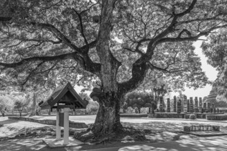 Old deciduous tree in historical park, black and white photo, Sukhothai, Sukhothai Province,