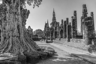 Deciduous tree with gnarled trunk, Wat Mahathat Buddhist temple complex, historical park, black and