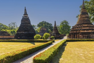 Red honeysuckle hedges, temple towers at the back, Prang, Mahathat Buddhist temple complex,