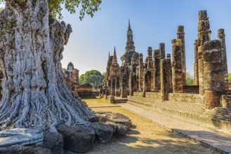 Deciduous tree with gnarled trunk, Wat Mahathat Buddhist temple complex, historical park,