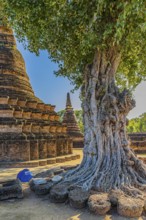 Deciduous tree with gnarled trunk, temple tower, Prang, historic Buddhist temple complex Wat