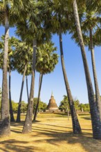 Palm trees in the historic park with a historic temple tower in the back, Prang, Sukhothai,